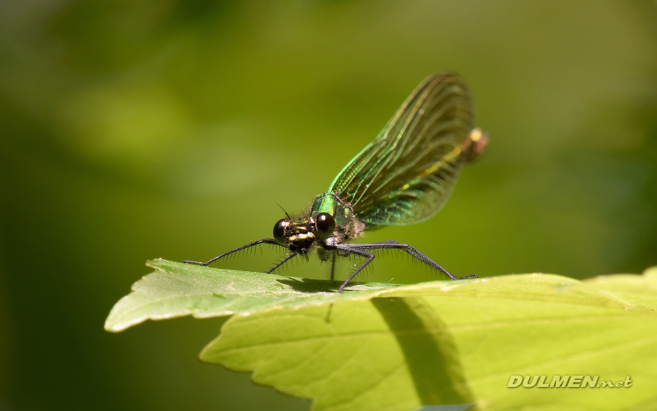 Banded demoiselle (female, Calopteryx splendens)